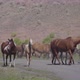 Wild Horses  - VideoHive Item for Sale