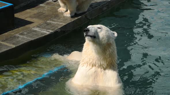 Polar Bear with Cubs Playing in Water