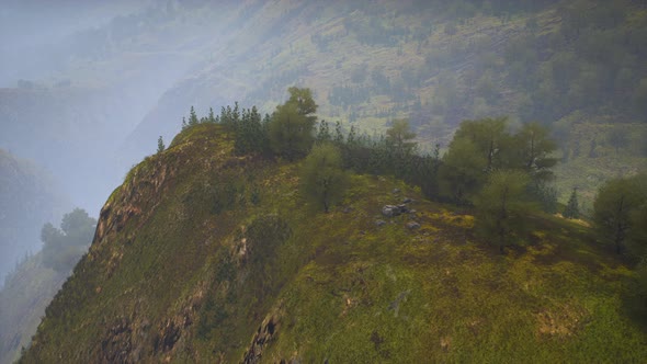 Small Green Trees on Hills in Fog