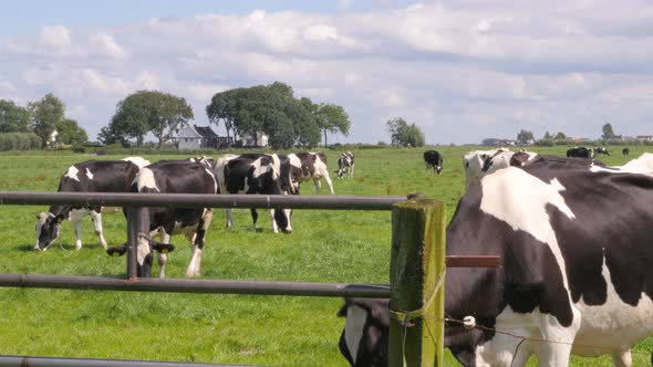 Black and white cows in the meadow grazing and looking around