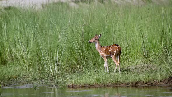 Spotted deer in Bardia national park, Nepal