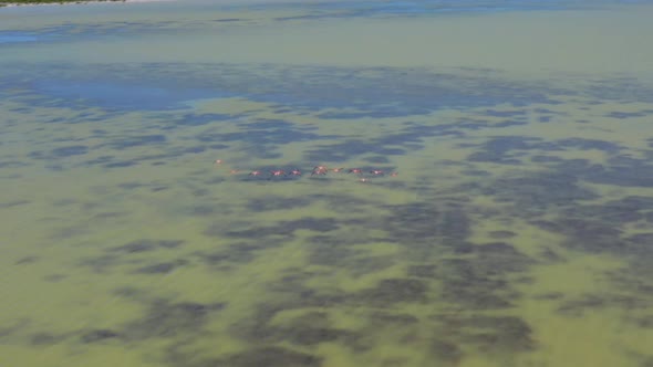 Pink flamingos flying over Oviedo lagoon, Dominican Republic. Aerial tracking