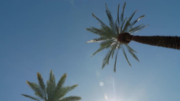 Driving under rows of palm trees