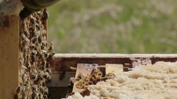 BEEKEEPING - A beekeeper res a frame from a beehive, slow motion close up