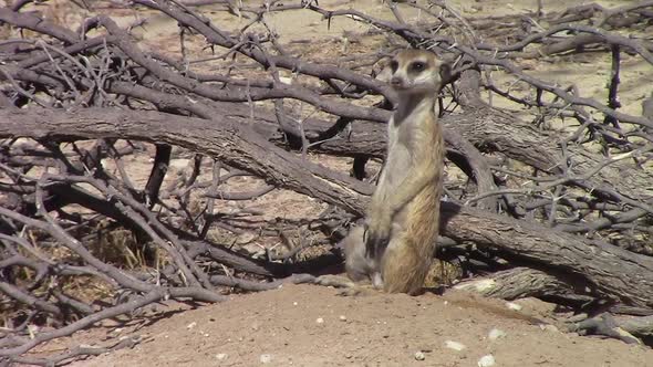 Cute and curious African Meerkat stands alert outside its burrow