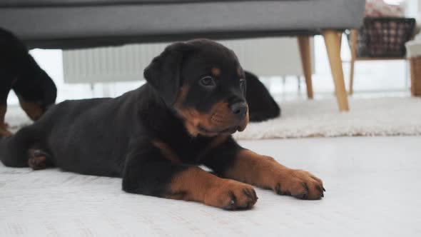 Funny Rottweiler Puppy Lying at Home