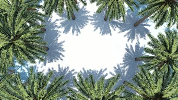 Palm Trees On a White Background From Above