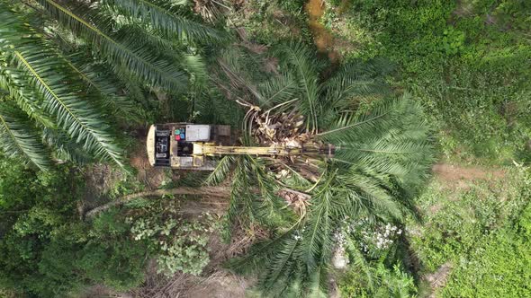 Excavator cut the oil palm tree into small part