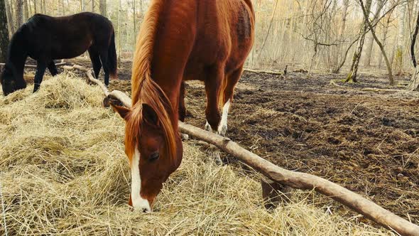 Two Horses Black and Brown Eating Hay Outdoors