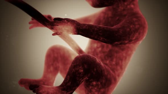 Medical 3d Animation of a Human Fetus