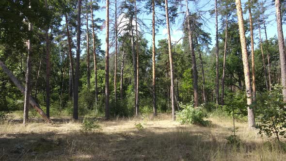 Trees in the Forest During the Day