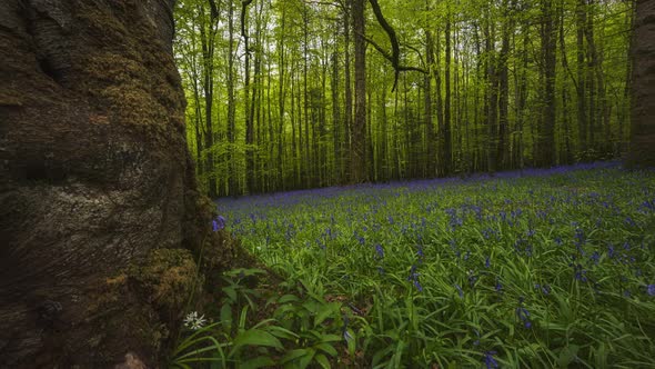 Panorama Time Lapse of Bluebells Forest during spring time in natural park in Ireland.