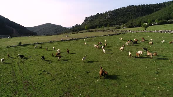  Goats In Pasture