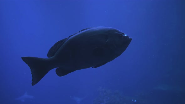 Big Fish Swimming in Large Aquarium in Slow Motion, Closeup