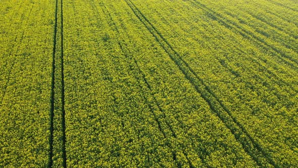 Top View of a Yellow Rapeseed Field in Belarus an Agricultural Area