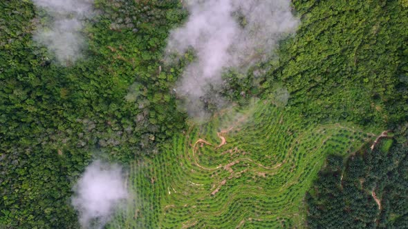 Aerial view plantation near forest in misty foggy