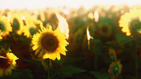 Field of Blooming Sunflowers on Sunset