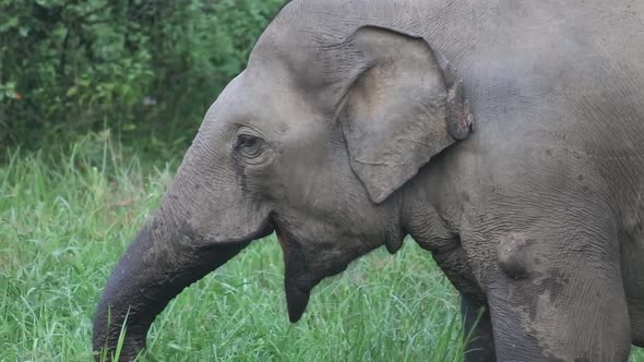 Large bull elephant eats grass alone in a marshy wetland