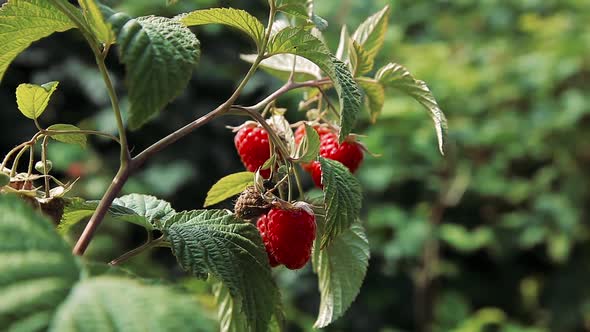Red Ripe Raspberries on a Bush