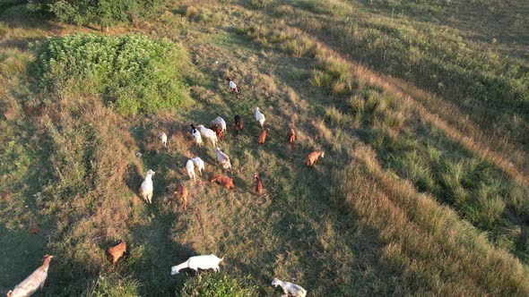 Aerial Herd of Sheep