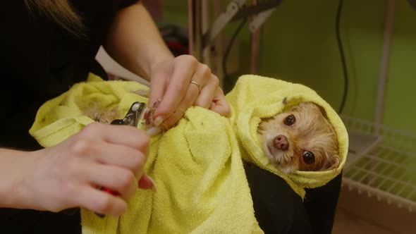 Trimming the Nails of a Small Dog After Bathing