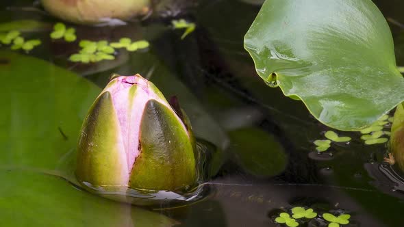 Time Lapse of Water Lily