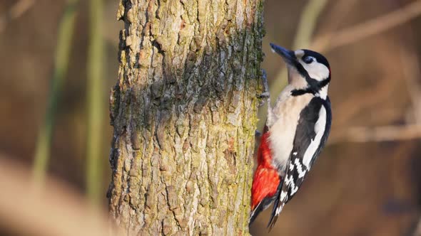 Great Spotted Woodpecker on a Tree Chisel to Find Food or Excavate Nest Holes