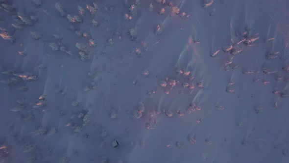 Aerial view of the trees in the snow on the mountainside