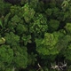 Aerial top down view of a tropical forest canopy showing the tree biodiversity - VideoHive Item for Sale