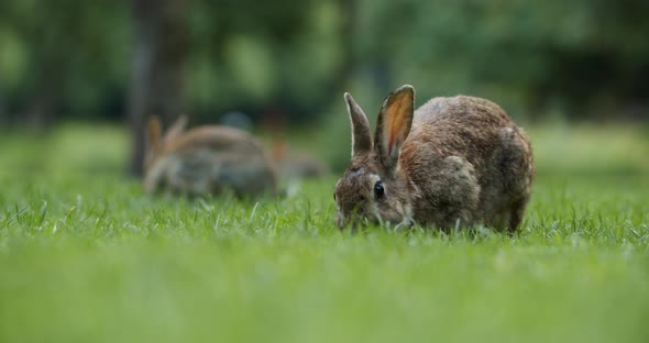 Wild Rabbits Eating Grass And Hopping In The Park Of Amsterdam, Netherlands. - selective focus