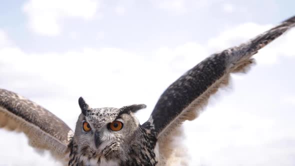 Eurasian Eagle Owl wings extended