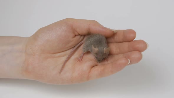 a Young Girl Is Holding a Gray Fluffy Mouse