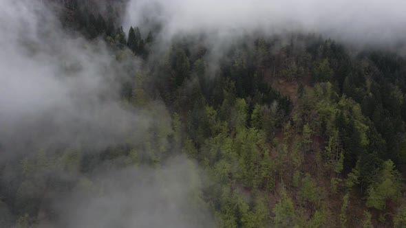 Flying above the misty treetops of pine tree forest on mountainside