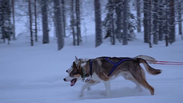 Lead sled dogs pulling a sledge, in a forest in Lapland, Finland, at dusk