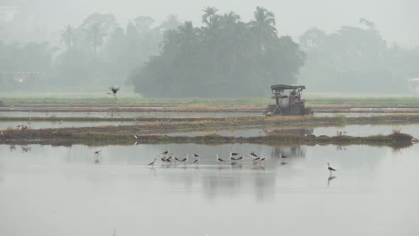 Group of birds fly near tractors in paddy field