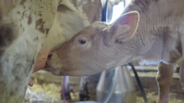 The calf drinking its mothers nutritious milk for breakfast, Dalarna, Sweden