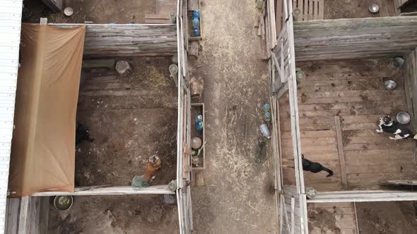 Dogs at the Shelter. Aerial View Slow Motion