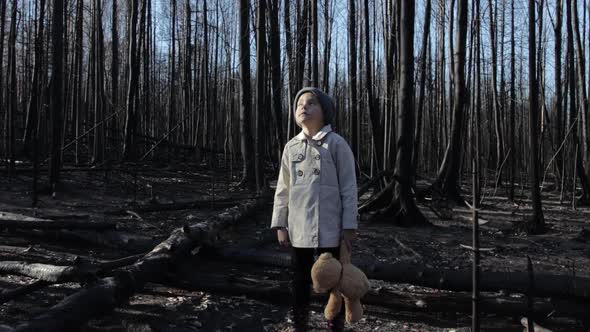 Little girl with teddy bear in burnt forest