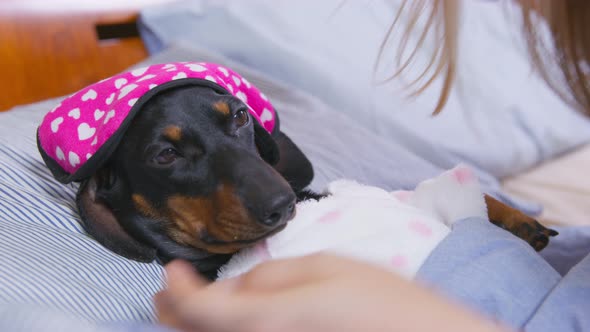 The Girl Kisses Her Puppy Before Going to Bed and Gently Adjusts the Sleep Mask