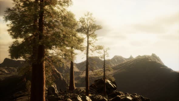 Cliff with Trees and Light of the Sun alt