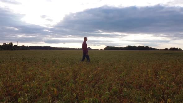 Aerial View of Soybean Farmer Working in the Field From Drone Pov