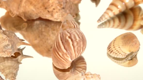 A Lot of Light Brown Sea Shells on White, Rotation, Reflection, Close Up, Cam Moves To the Left