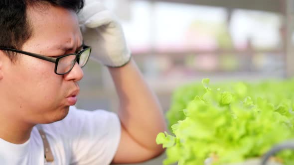 Close up serious Asian farmer checking quality of hydroponic vegetables in a hydroponic farm