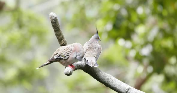 Couple of crested pigeon 