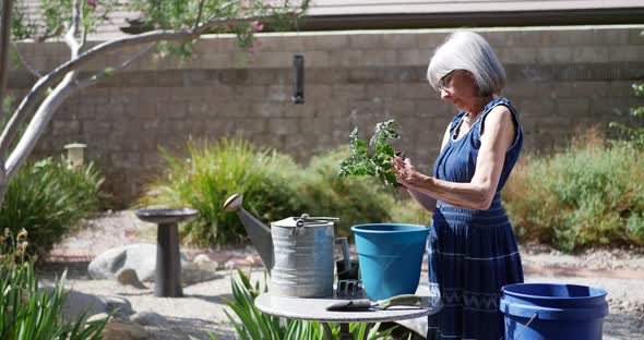A beautiful aging woman gardener with grey hair planting an organic tomato plant in new potting soil