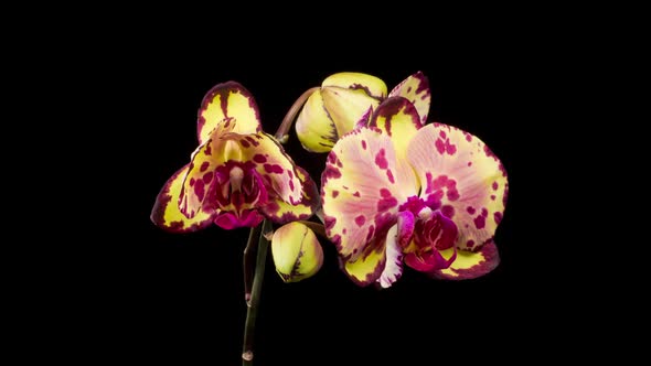 Blooming Yellow - Magenta Orchid Phalaenopsis Flower