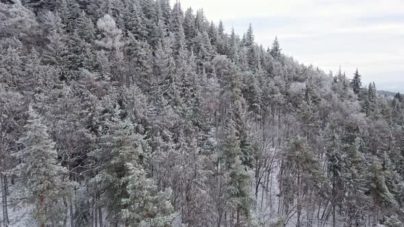 Aerial View of Forest Covered Wirt Snow