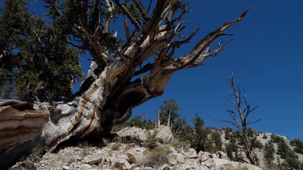 Incredible Bristlecone pine tree that is thousands of years old