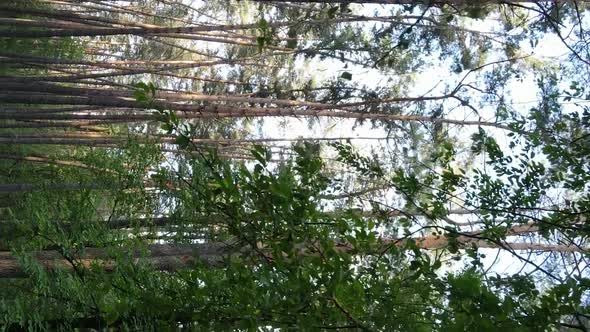 Vertical Video of a Forest with Pine Trees