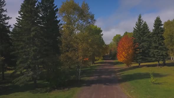 Colorful Autumn Trees in Minnesota